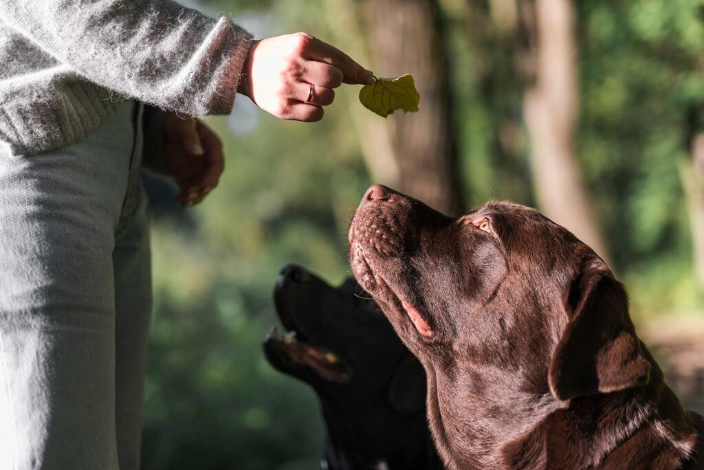 woman-s-hand-showing-leaf-her-two-labradors-park