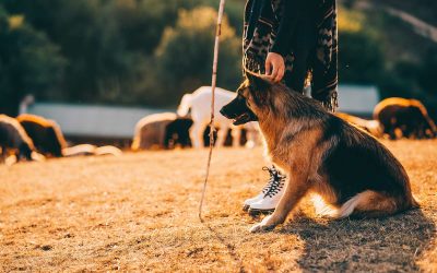 dog-sits-with-its-owner-lawn
