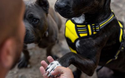 two-dogs-outdoors-being-trained-by-male-coach